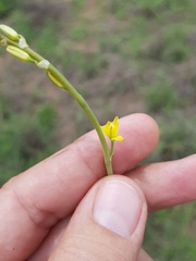 Bulbine semibarbata