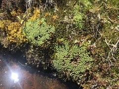 Pterygopappus lawrencei