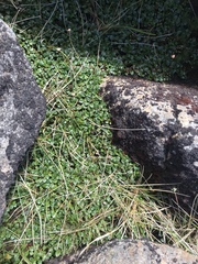 Ourisia integrifolia