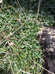 Ourisia integrifolia