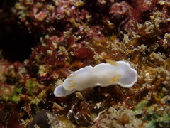 Ardeadoris angustolutea