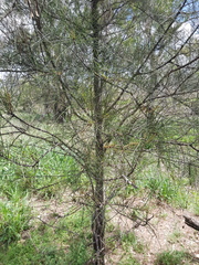 Casuarina cristata