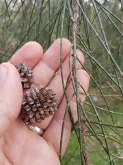 Casuarina cristata