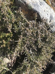 Coprosma nitida