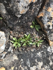 Gentianella diemensis