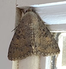 Pandesma robusta