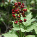 Baneberries and Cohoshes - Photo (c) Peter Gorman, some rights reserved (CC BY-NC-SA)