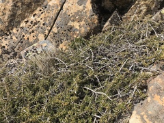 Coprosma nitida