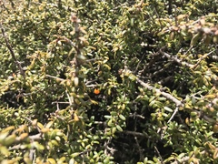 Coprosma nitida