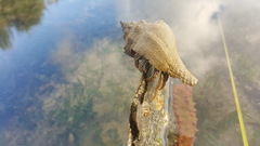 Clibanarius infraspinatus