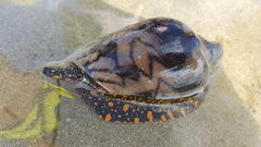 Cymbiola nobilis