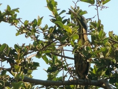 Ixobrychus sturmii