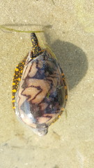 Cymbiola nobilis