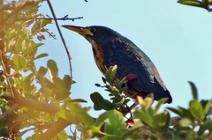 Ixobrychus sturmii