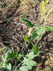 Convolvulus erubescens