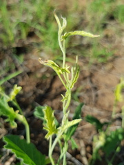 Convolvulus erubescens