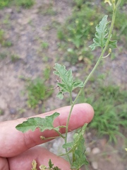 Convolvulus erubescens