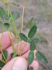 Desmodium varians