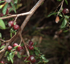 Leptospermum glaucescens