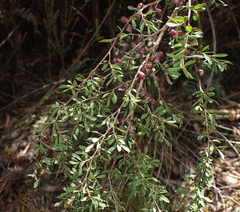 Leptospermum glaucescens