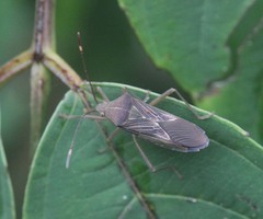 Sinodasynus spiraculus
