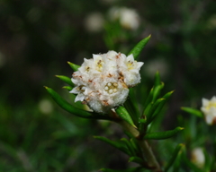 Spyridium eriocephalum