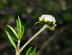 Spyridium eriocephalum
