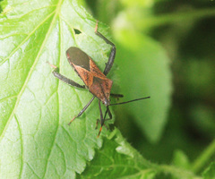 Ochrochira ferruginea