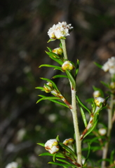 Spyridium eriocephalum