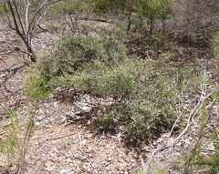 Spyridium eriocephalum