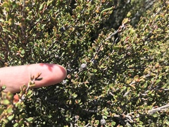 Leptospermum rupestre