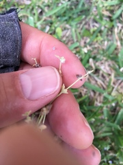 Ranunculus platensis