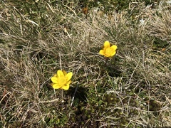 Ranunculus gunnianus