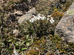 Cardamine lilacina