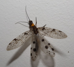 Archichauliodes guttiferus