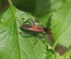 Ochrochira ferruginea