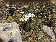 Cardamine lilacina