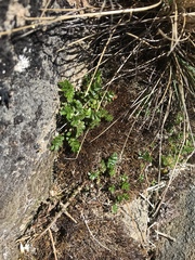 Acaena montana