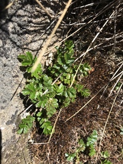 Acaena montana