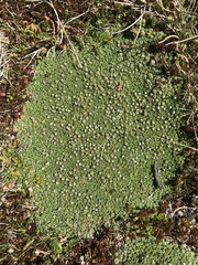 Pterygopappus lawrencei