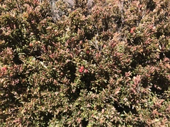 Acrothamnus montanus