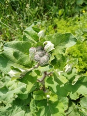 Arctium tomentosum