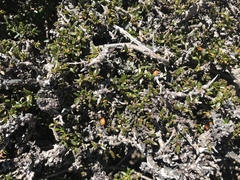 Coprosma nitida