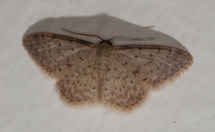 Idaea trissorma