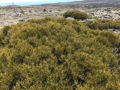 Orites acicularis