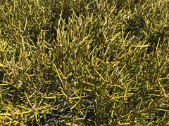 Orites acicularis