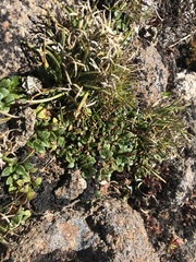 Ourisia integrifolia