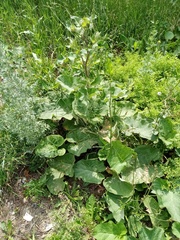 Arctium tomentosum