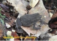 Ingerophrynus quadriporcatus