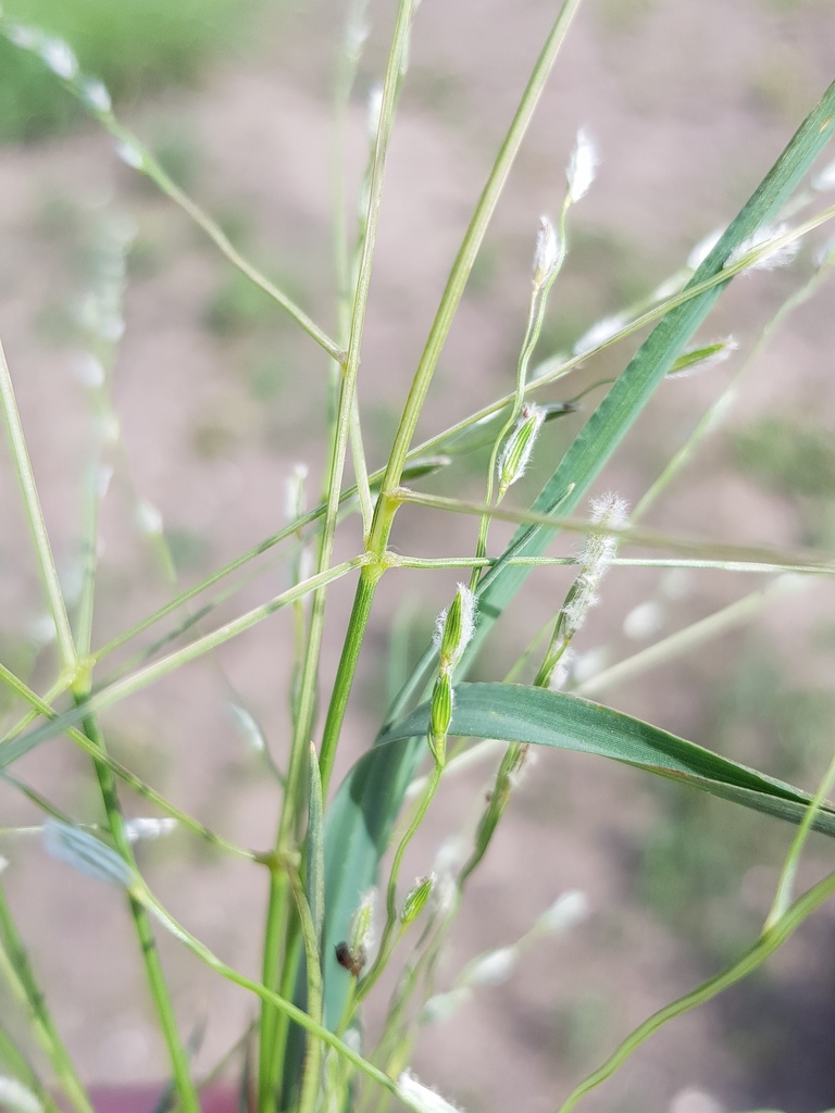 Finger Panic Grass